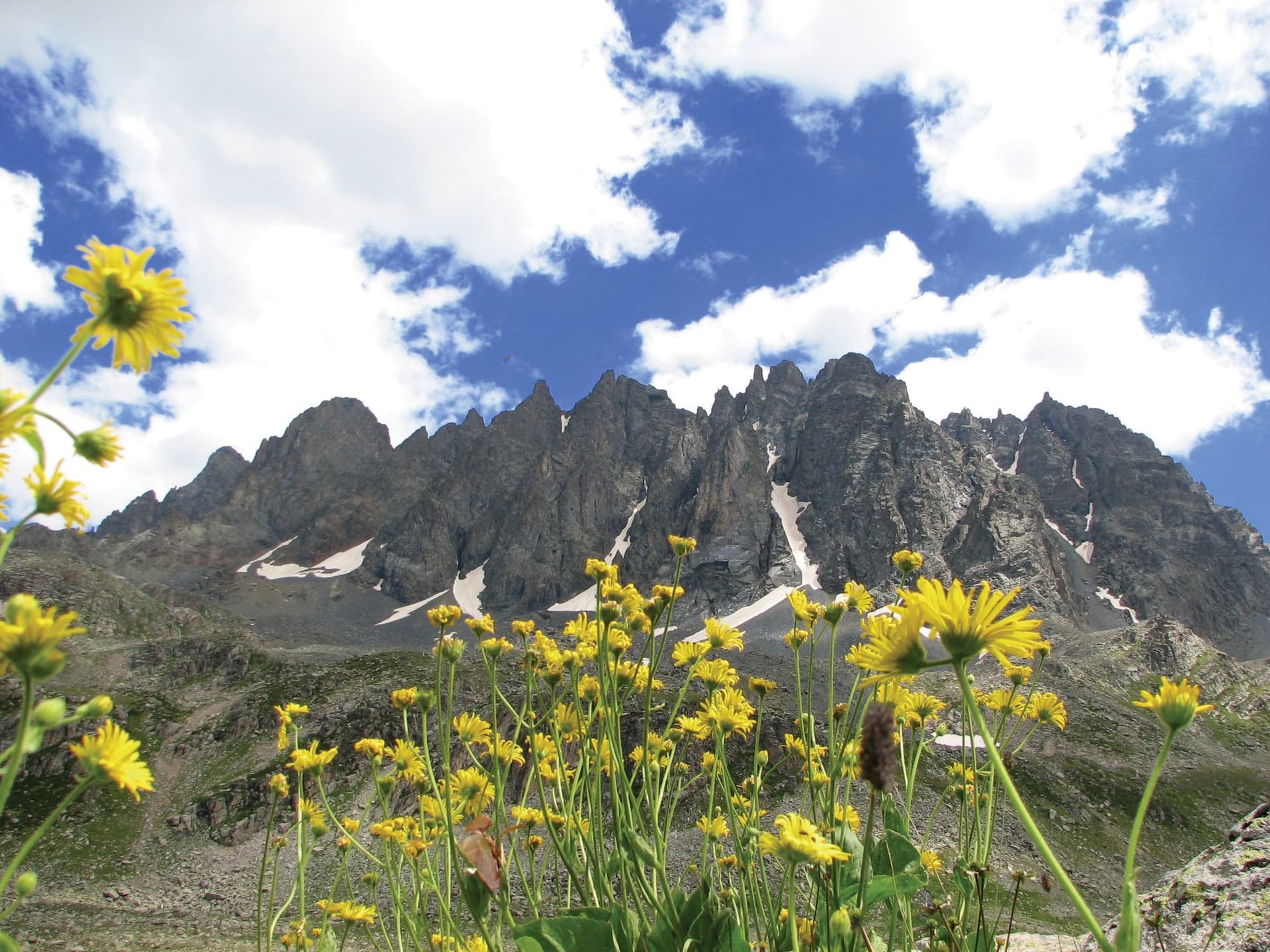 Yellow wildflowers blooming below the jagged dark peaks of the Kackar Mountains