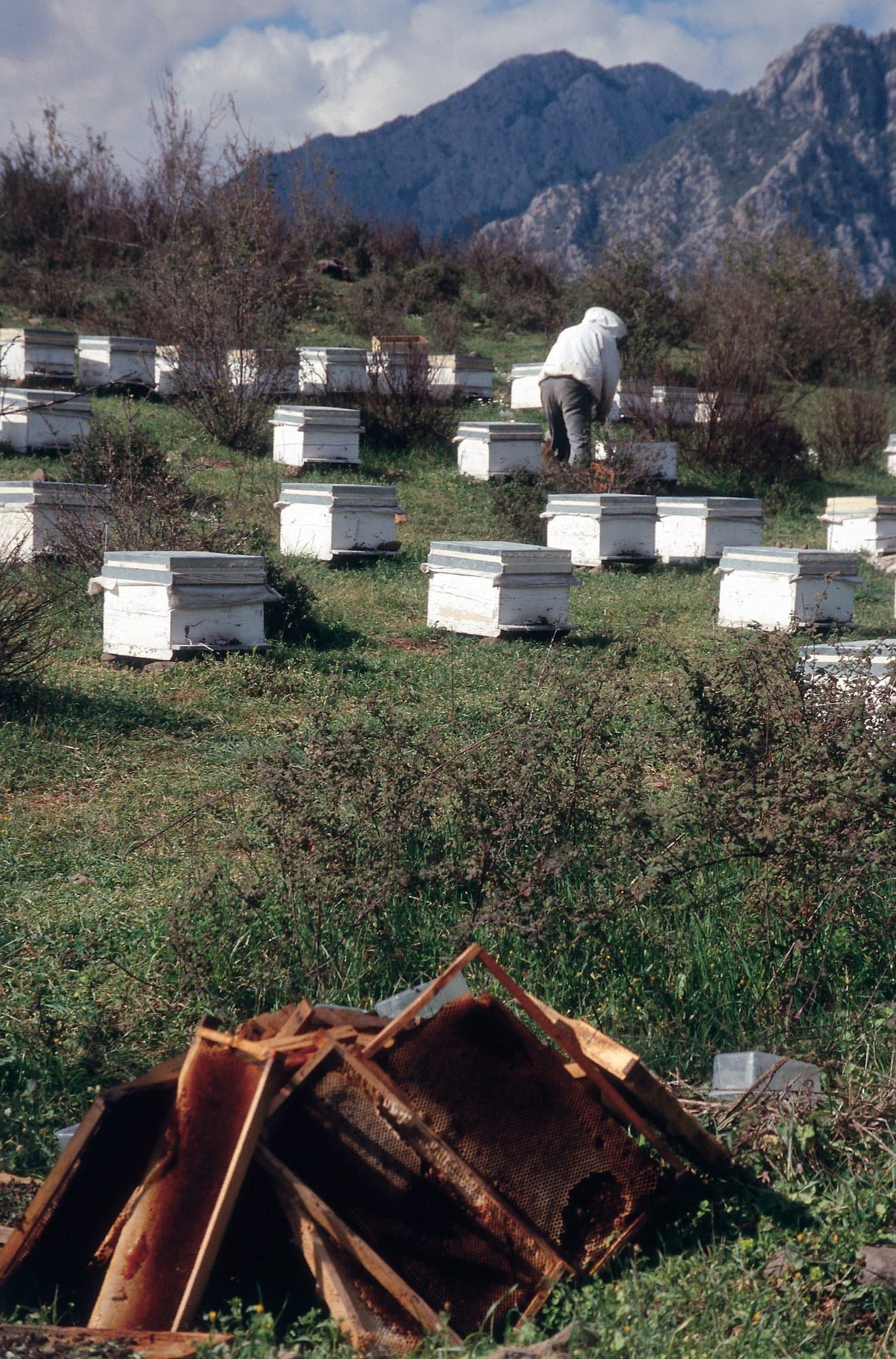 Beekeeper tending rows of white hives in a mountain meadow in the Taurus Mountains