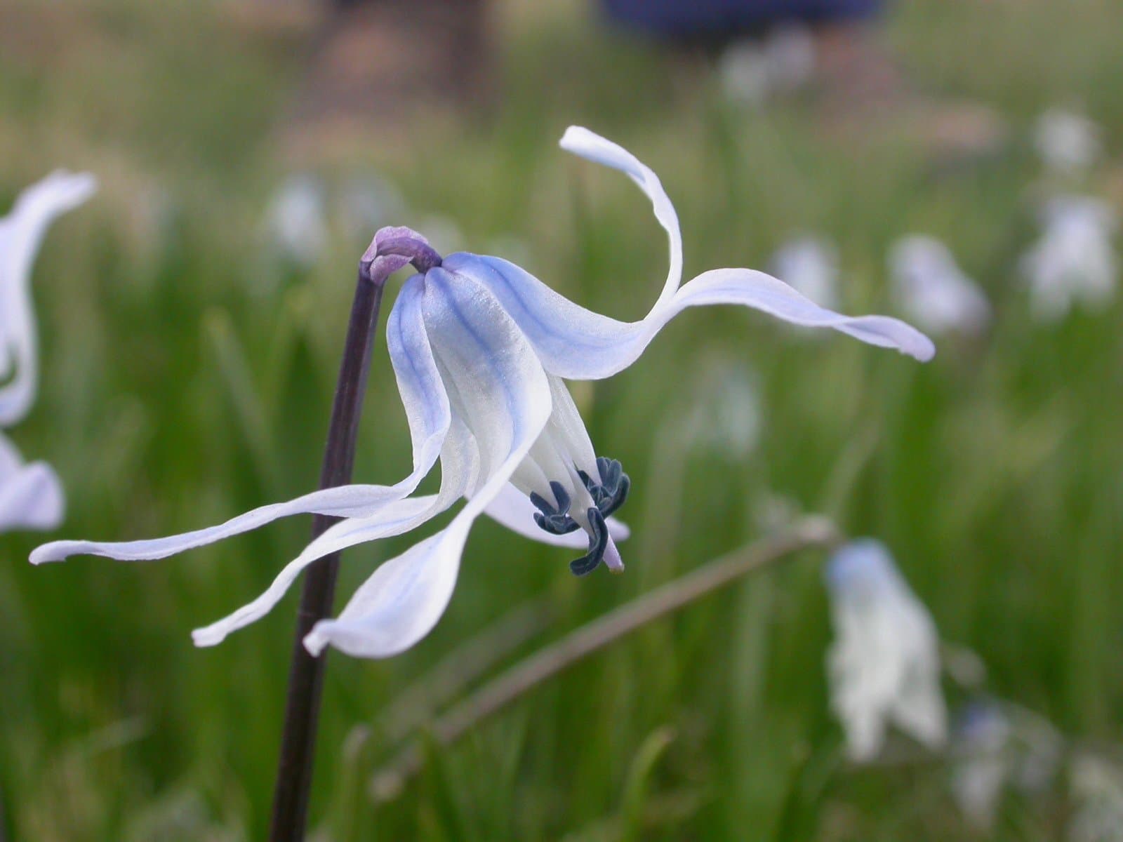 Close-up of a pale blue wildflower with drooping petals in a Kackar Mountains meadow