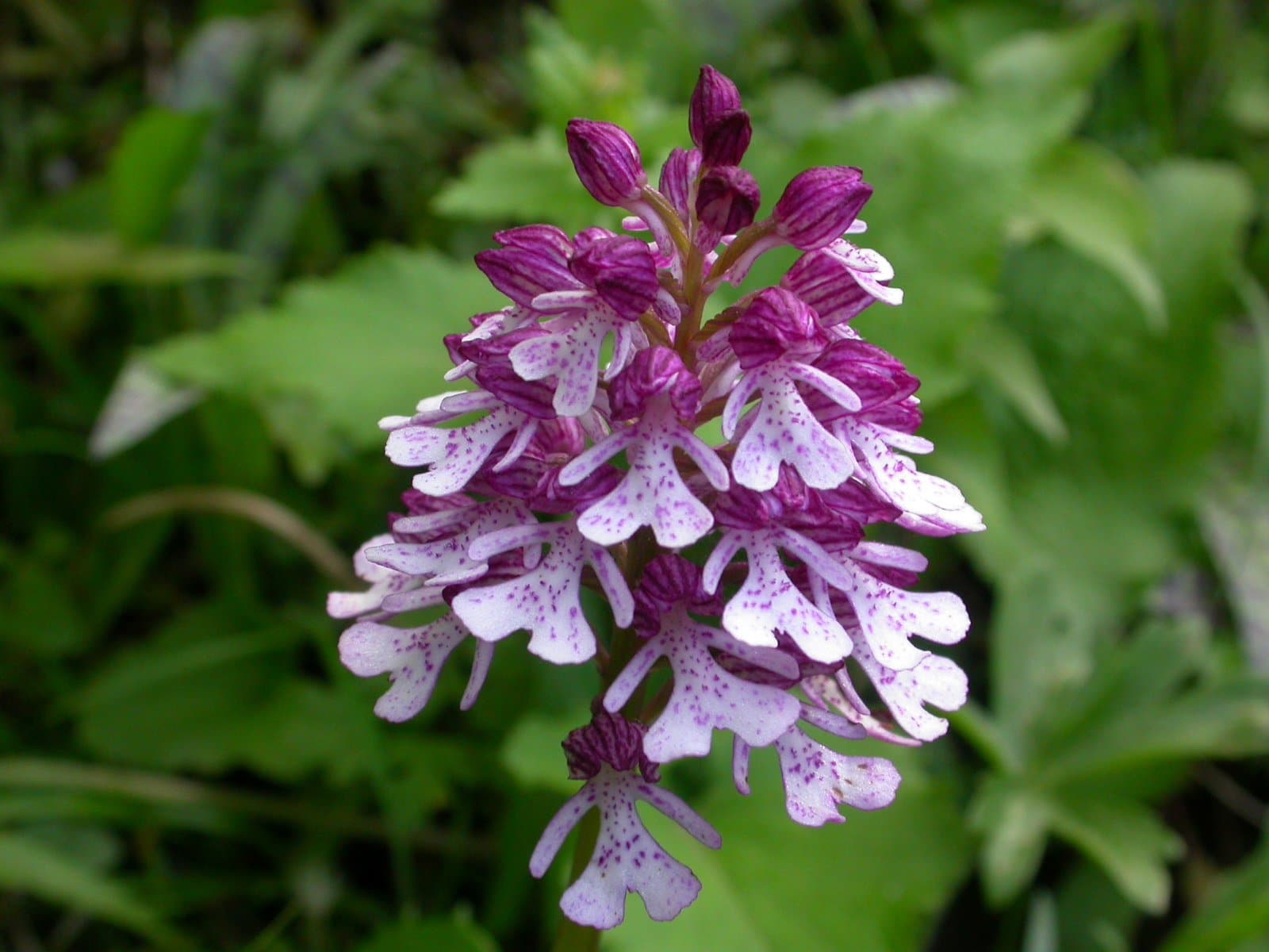 Close-up of a purple and white orchid spike among green foliage in the Kackar Mountains