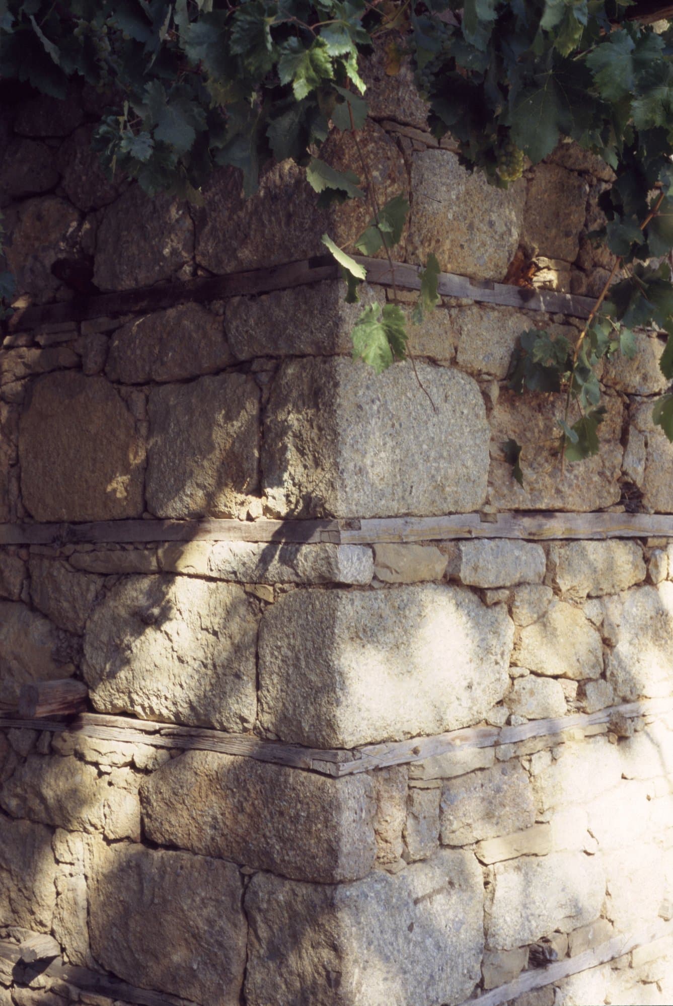 Close-up of a stone wall corner covered with climbing vines in the Taurus Mountains