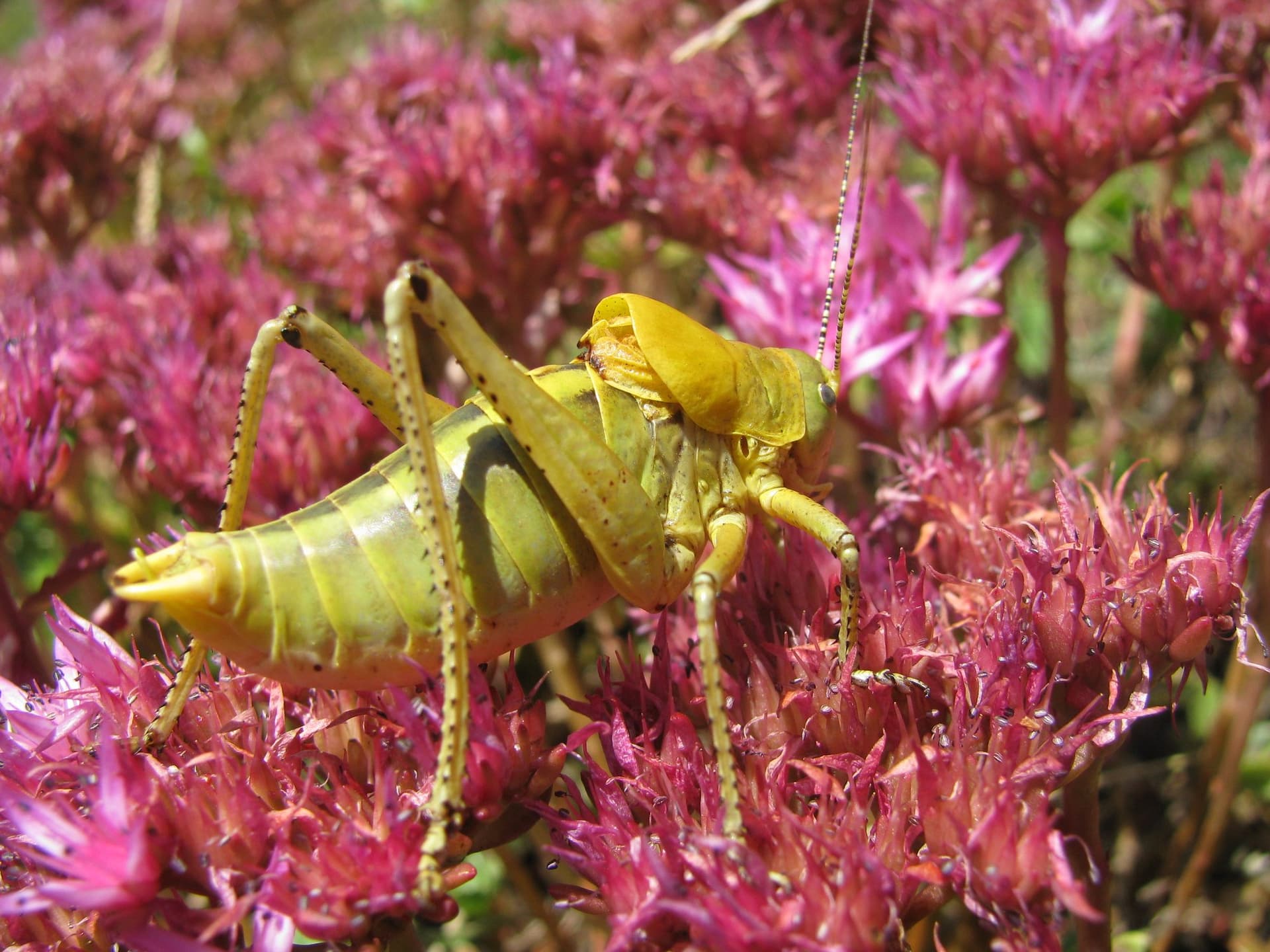 Close-up of a yellow grasshopper resting on pink sedum flowers