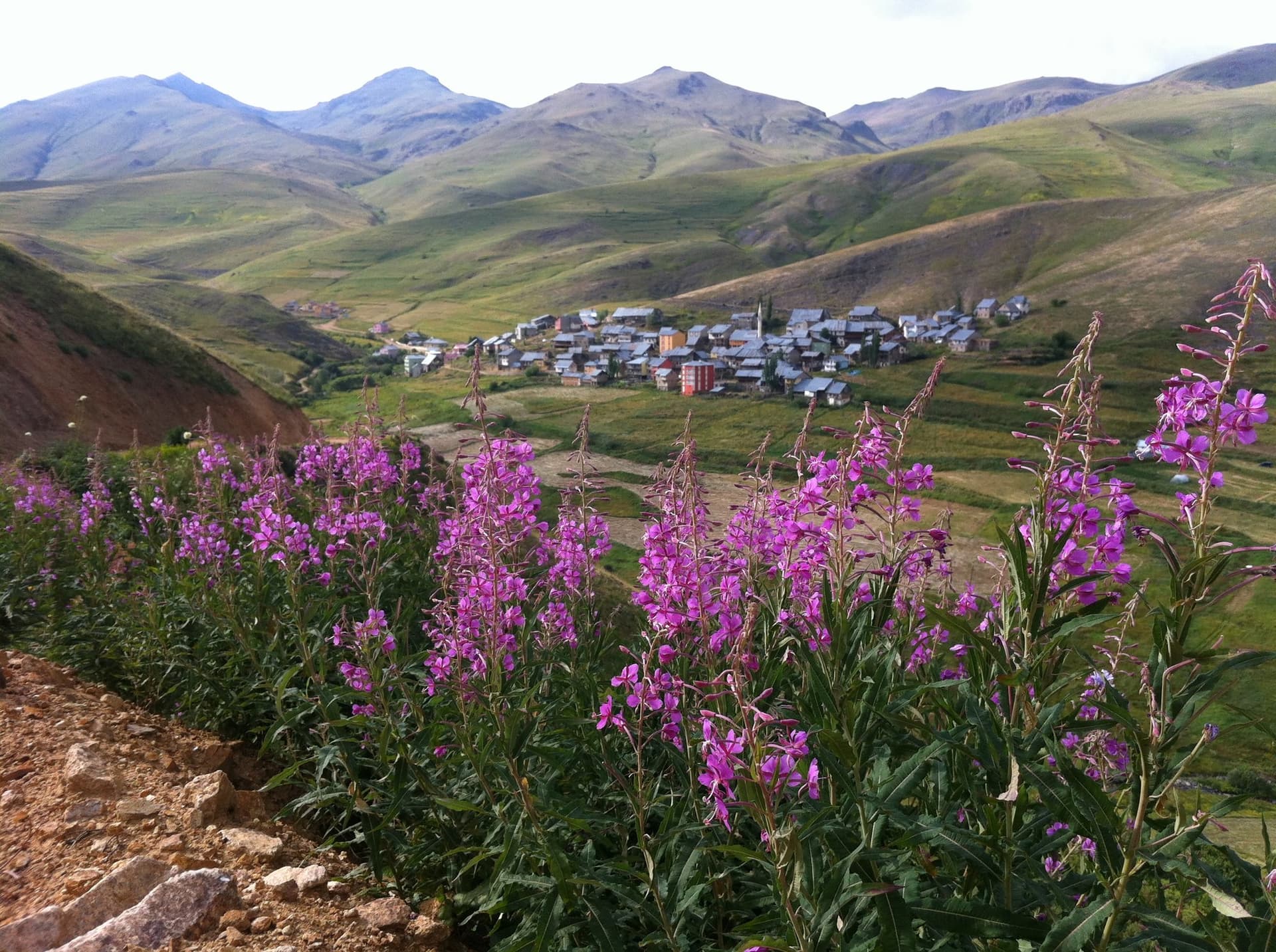 Fireweed in bloom above a village nestled in a green mountain valley in the Kackar Mountains