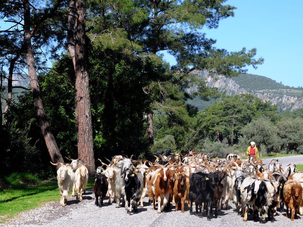 Herd of goats being led along a forest road on the Aegean coast