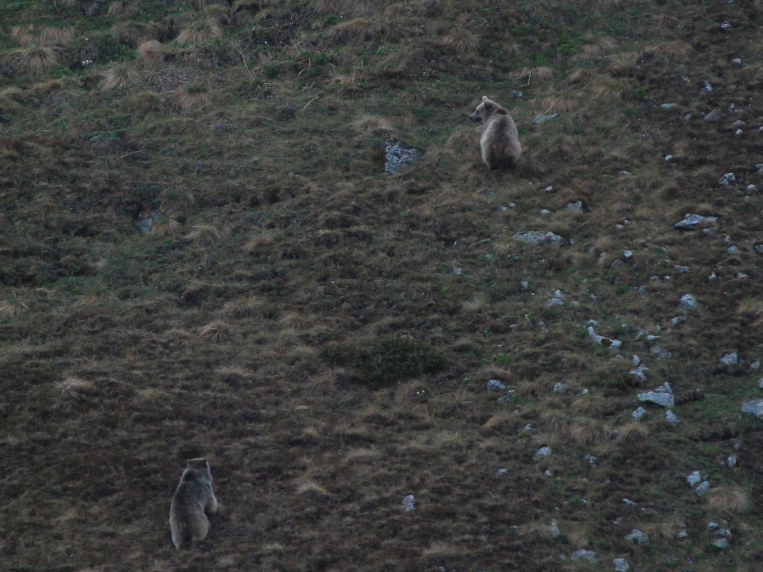 Two marmots standing alert on a grassy hillside in the Kackar Mountains