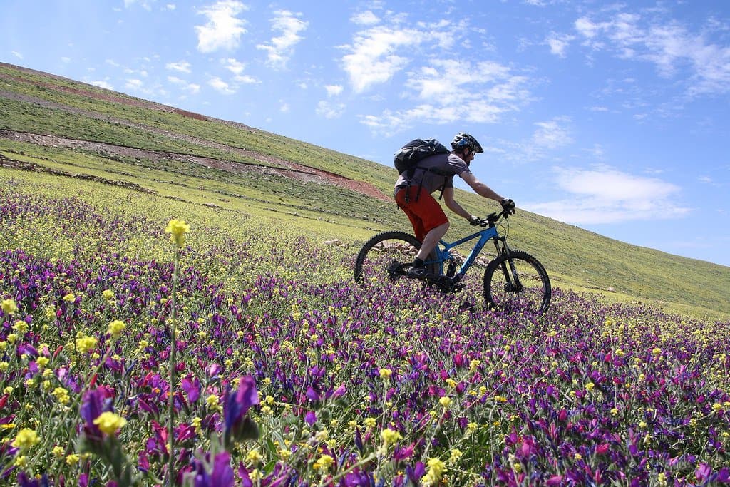 Mountain biker riding across a purple wildflower meadow in the Atlas Mountains