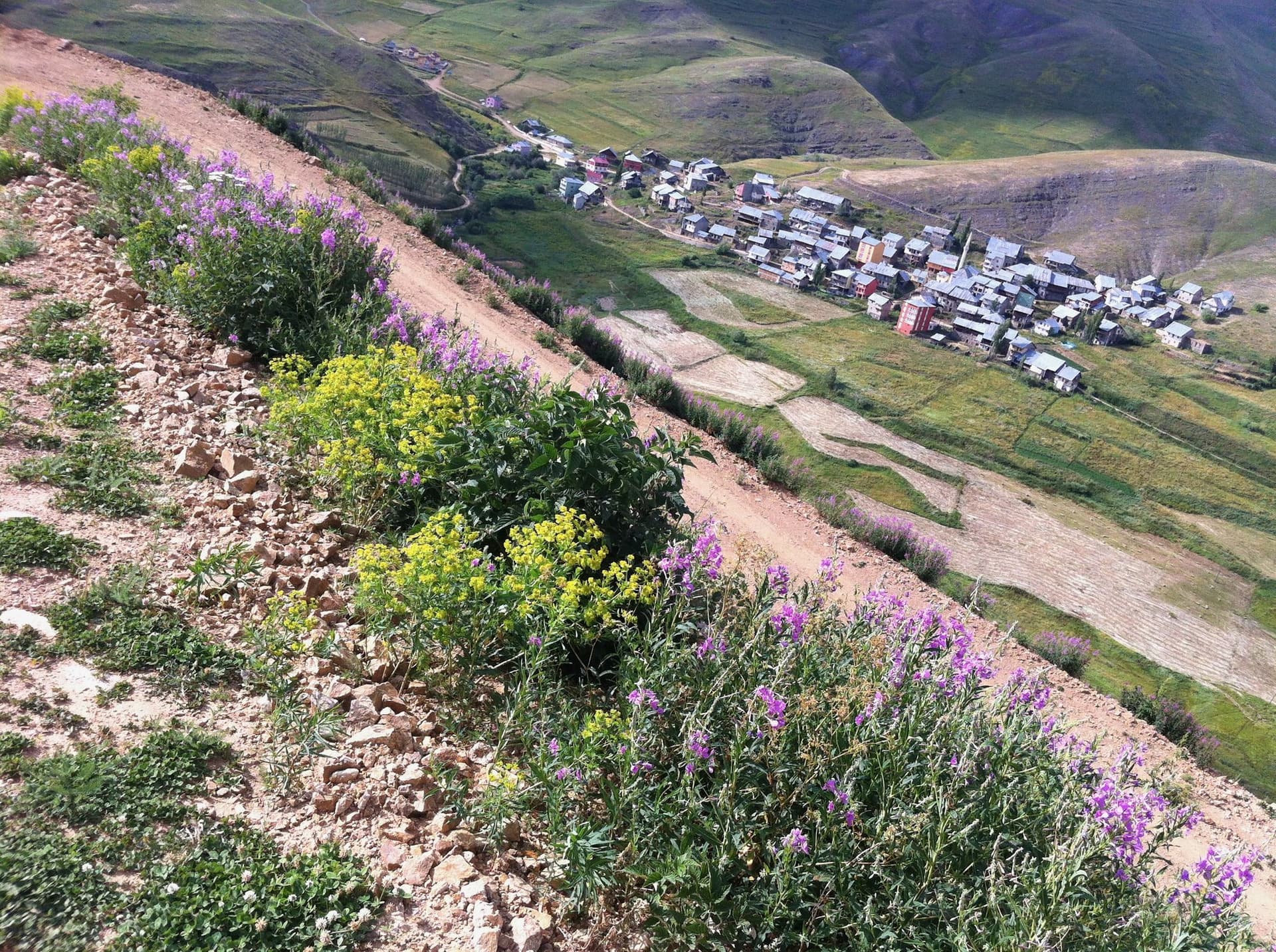 Pink fireweed blooming on a slope above a scattered village in the Kackar Mountains