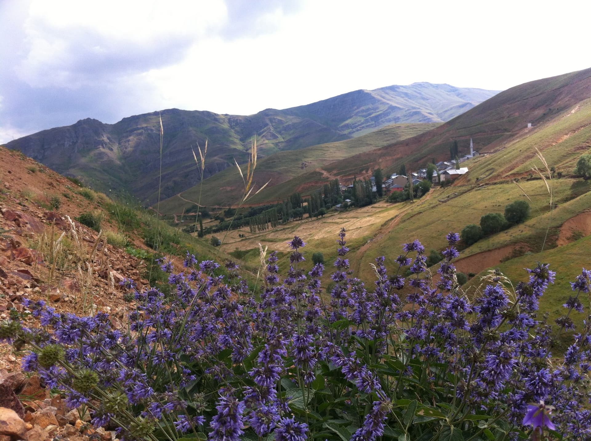 Purple wildflowers covering a hillside above a village in the Kackar Mountains
