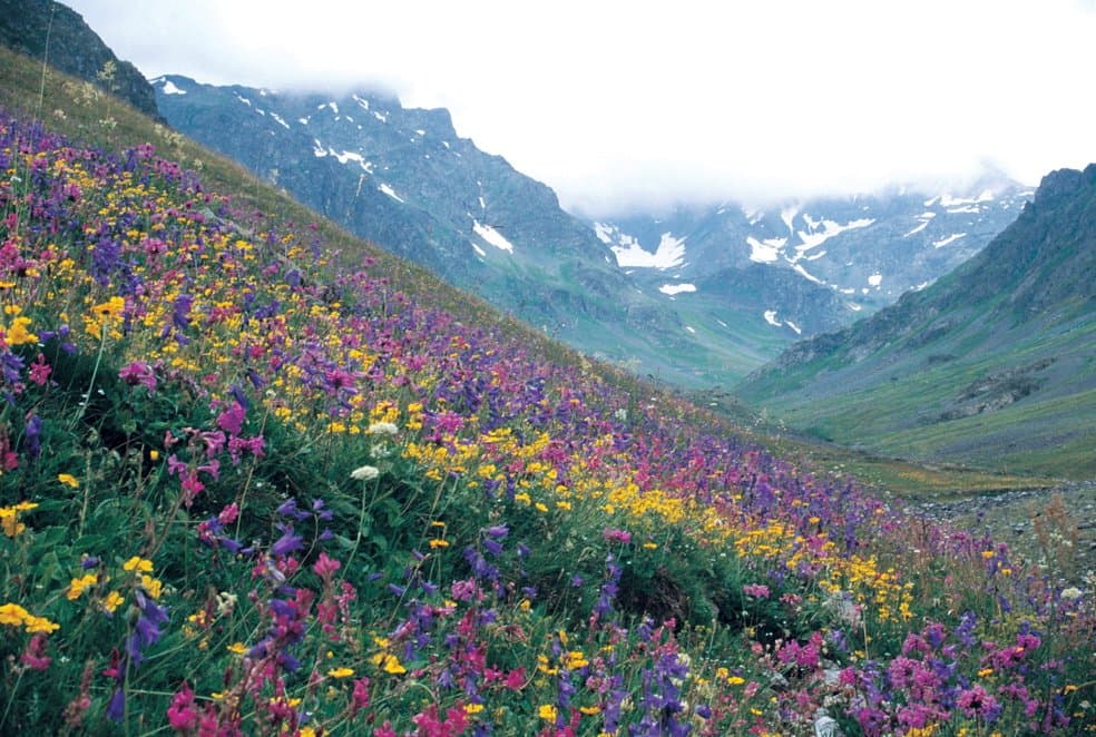 Purple and yellow wildflowers covering a meadow below snow-streaked Kackar peaks