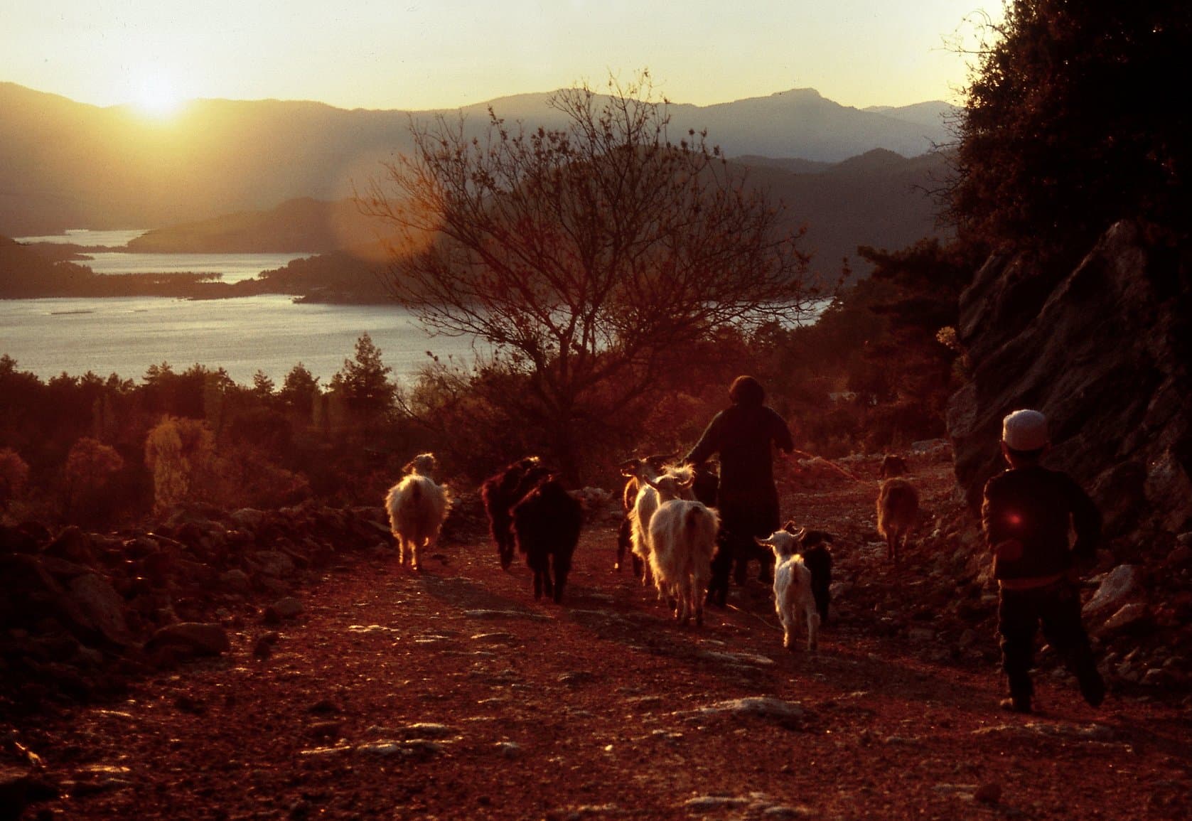 Shepherd leading goats along a trail at sunset above a lake in the Taurus Mountains
