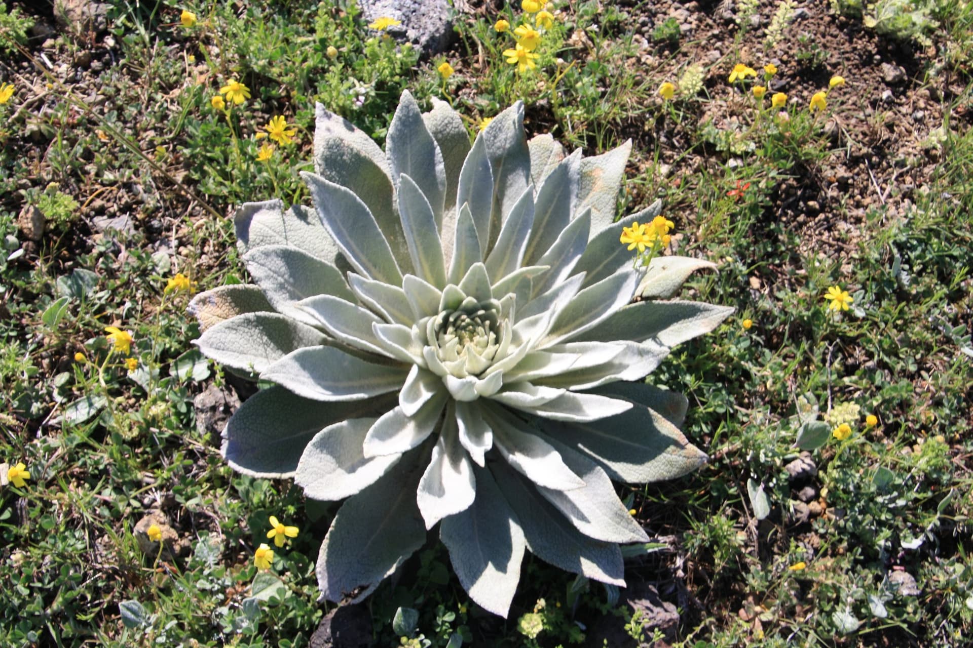 Spiny green rosette plant surrounded by yellow wildflowers in Cappadocia