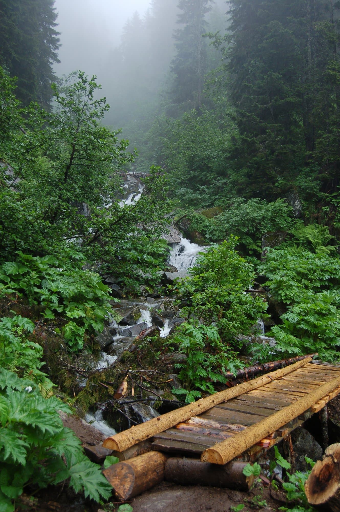 Wooden footbridge crossing a stream in misty forest in the Kackar Mountains